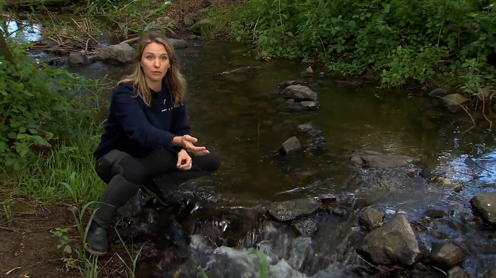 Libellen en vissen in gevaar, zoetwater raakt verv