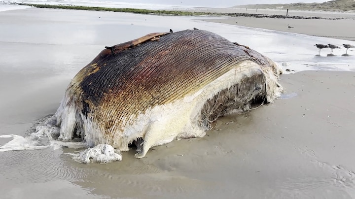 In beeld: dwergvinvis aangespoeld op Vlieland