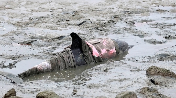 Levende dolfijn aangespoeld bij Wierum: 'Komen hier niet voor, heel bijzonder'