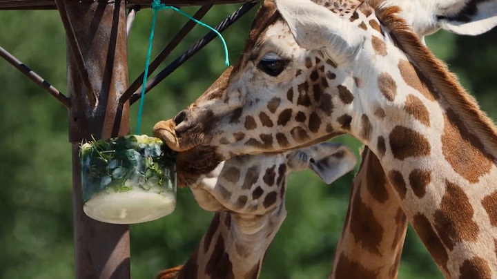 Likken aan bevroren snacks: ook dieren zoeken verkoeling