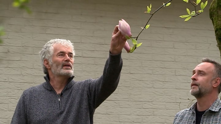 Deze bloesem is niet alleen mooi, hij is ook lekker (volgens sommigen)