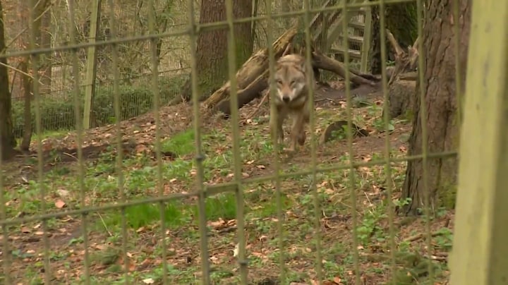 Discussie in Duitsland na wolvenbeet: doden of terug de natuur in?