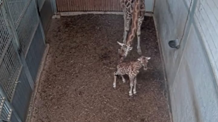 Schattige beelden: babygiraf geboren in dierentuin Emmen