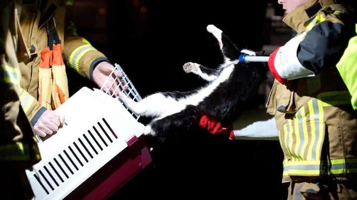 Kat zit vast onder motorkap: komt vanuit Utrecht in Purmerend terecht, 70 kilometer verder