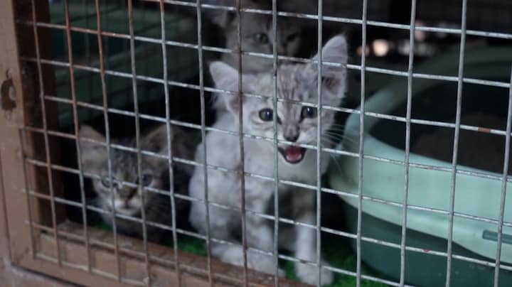 Baasjes vluchten voor oorlog in Midden-Oosten: honderden huisdieren blijven achter in Oman