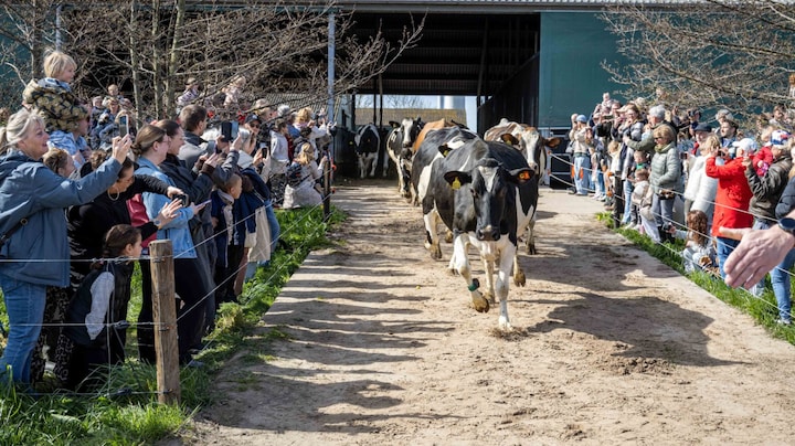 Duizenden mensen komen af op 'koeiendans' in Zeewolde: 'Echt nooit verwacht'
