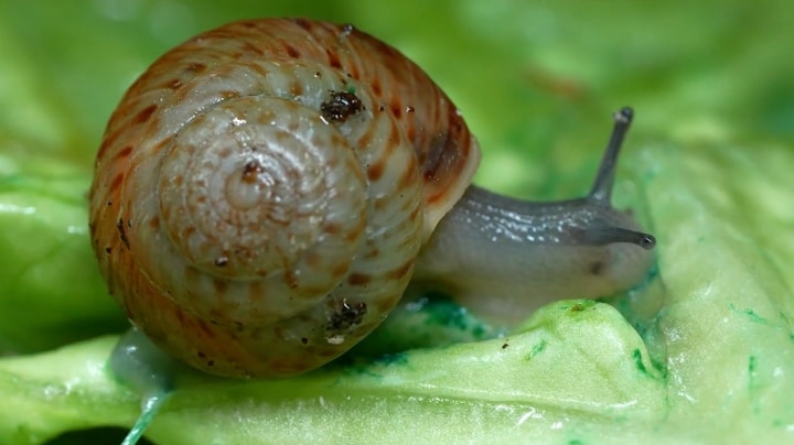 Bedreigde Bermuda-slak maakt bijzondere terugkeer