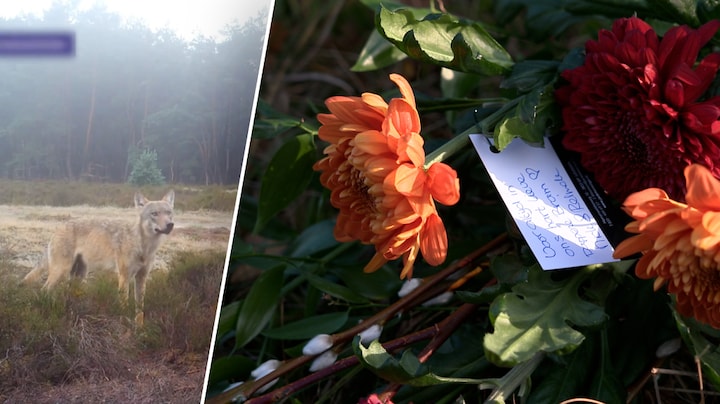 Herdenking met bloemen voor doodgeschoten wolf: 'Sta te trillen op mijn benen'