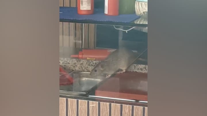 Rattenplaag gefilmd in Amsterdams restaurant