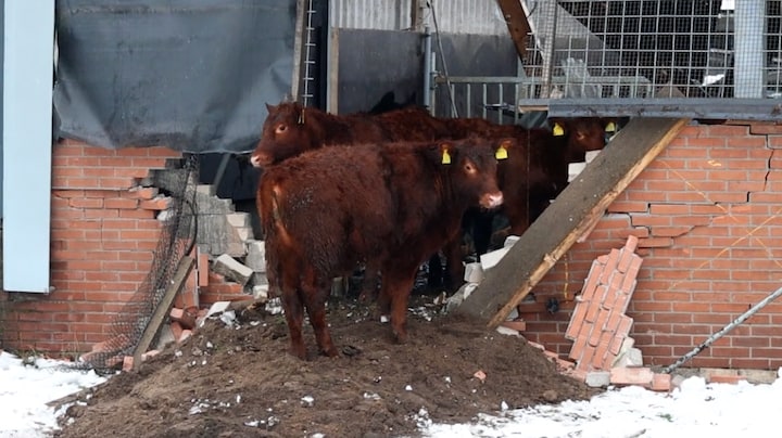 Dak van koeienstal in Hilversum ingestort: 5 koeien bevrijd