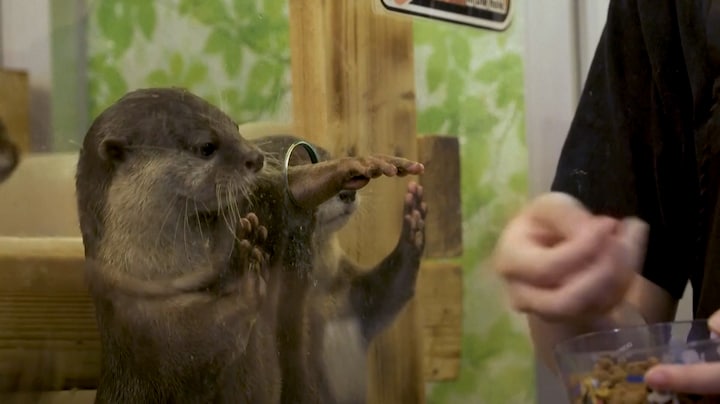 Geen katten maar otters en uilen in Japanse cafés: overheid neemt maatregelen