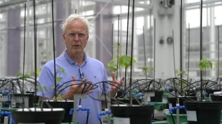 De zoektocht naar klimaatbestendige planten: 'Vaker droog en warm'