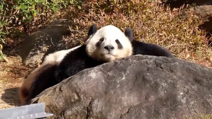 Nog een laatste keer zwaaien: China haalt pandaberen uit Japan