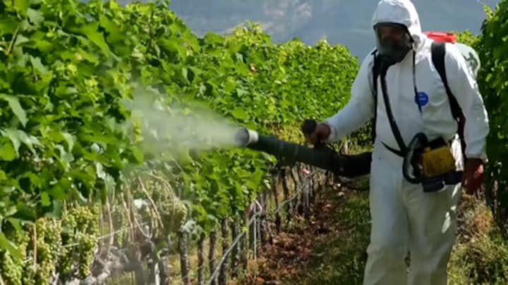 Wijnboeren Italië besproeien druiven met zonnebrand