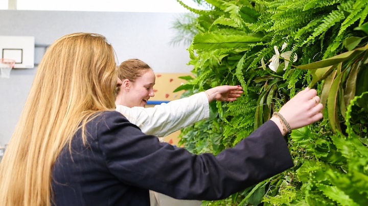 'Het lijkt wel een jungle': deze planten moeten helpen bij het eindexamen