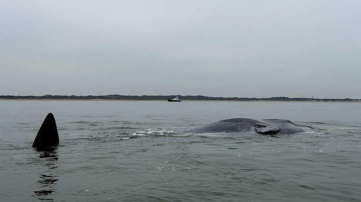 Dode potvis aangespoeld bij Zeeland, vrees voor meer