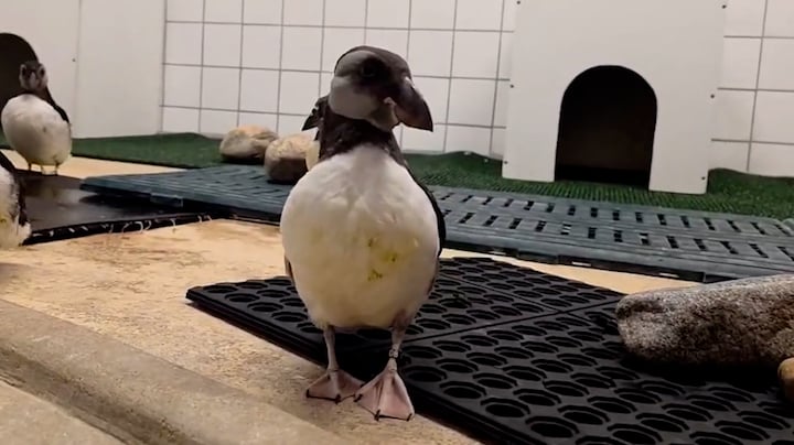 Van douane naar Deense dierentuin: geredde papegaaiduikers verhuizen naar Kopenhagen