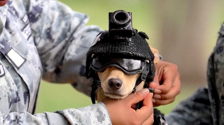 Chihuahua Comando is de nieuwste rekruut van de Mexicaanse Nationale Garde