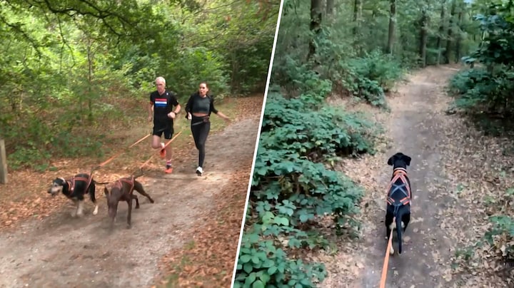 ACTIFDOG
