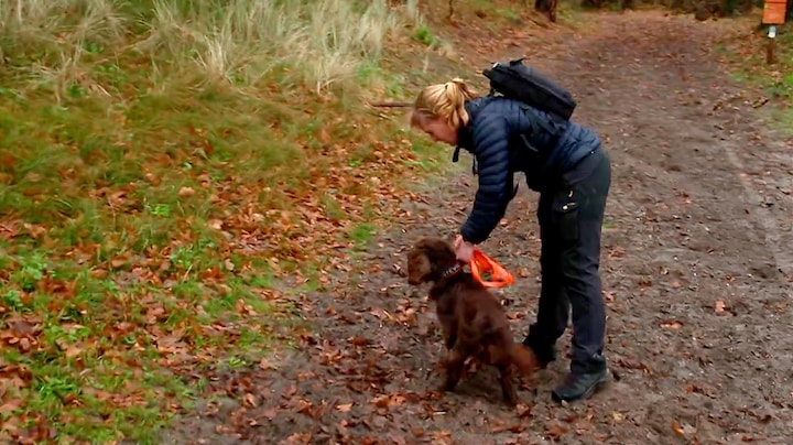 Verstoppertje spelen met de politie: speurhonden worden getraind op Terschelling 