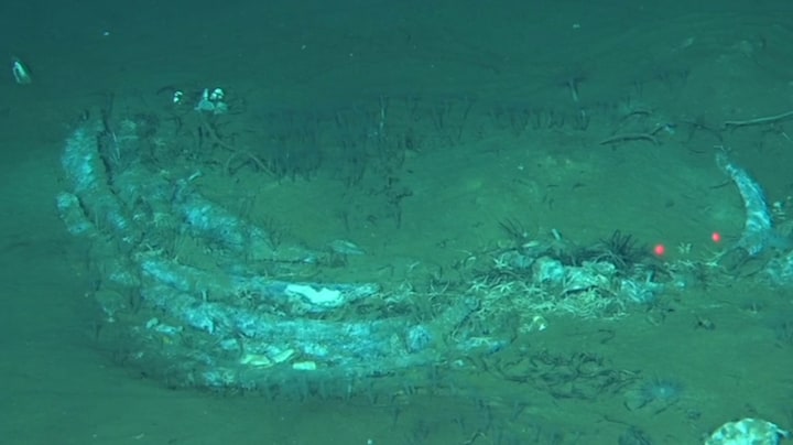 Wetenschappers vinden walviskarkassen op bodem Indische Ocea
