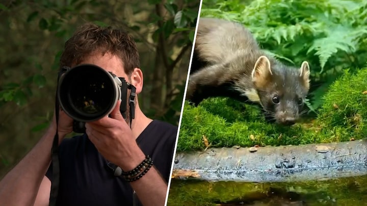 Dorstige dieren overleven in bos dankzij waterbakken van fotograaf Martijn