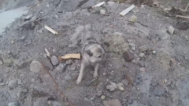 Bijzonder Moment Hond Gered Na Enorme Aardverschuiving Noorwegen Rtl Nieuws