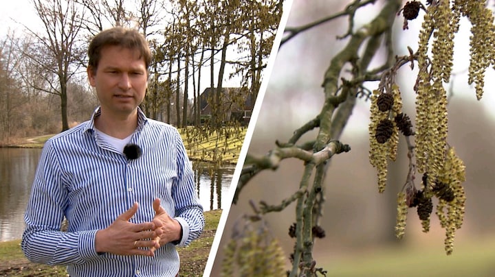 De lucht zit vol pollen, dit jaar meer hooikoorts dan anders