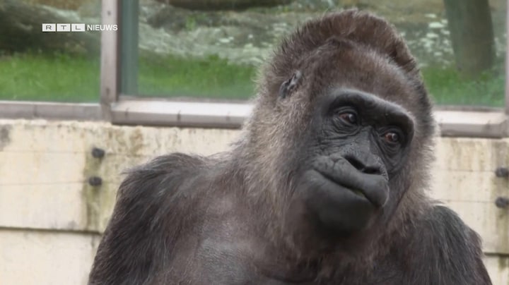 Oudste gorilla jarig en doet het nog prima
