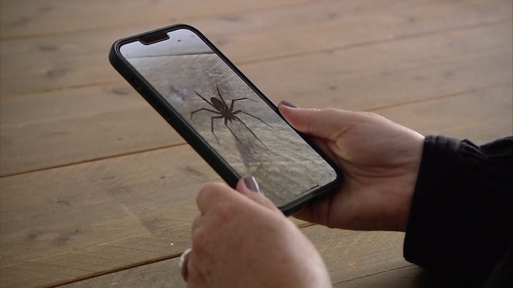 'Deze app probeert je van je spinnenfobie af te helpen'