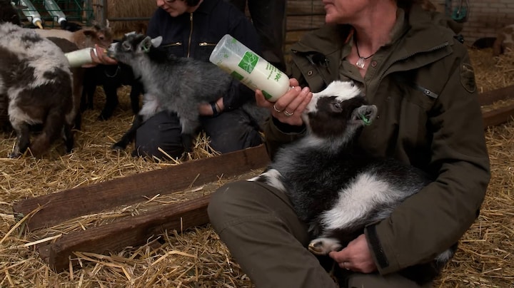 Lente vol lammetjes: geboortegolf na blauwtongvirus