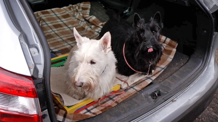 ‘Liever mijn partner dood dan mijn hond’: zo heftig kan rouw om een huisdier zijn