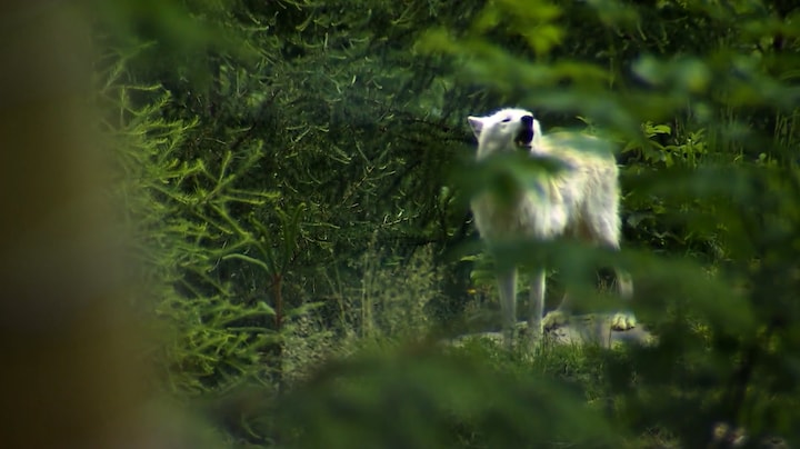 Schaap als aas: uitvinder wil beschermpak testen tegen levende wolf