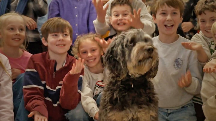 Een hond in de klas: steeds meer scholen hebben een schoolhond