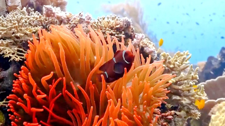 Bloedmooi Indonesisch koraalrif bedreigd door energietransitie