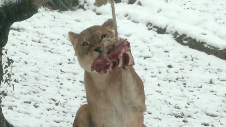 Dating voor dieren: zo zoekt dierentuin nieuwe leeuw