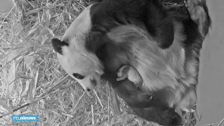Vertederende nieuwe beelden van reuzenpandababy in Ouwehands