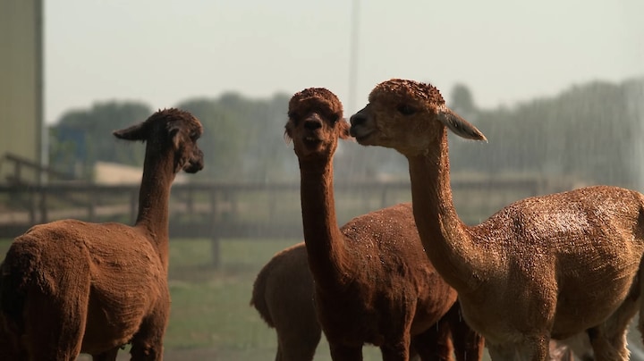 Van alpaca's onder sproeiers tot afkoelen bij TT Assen: zo beleefde Nederland code rood