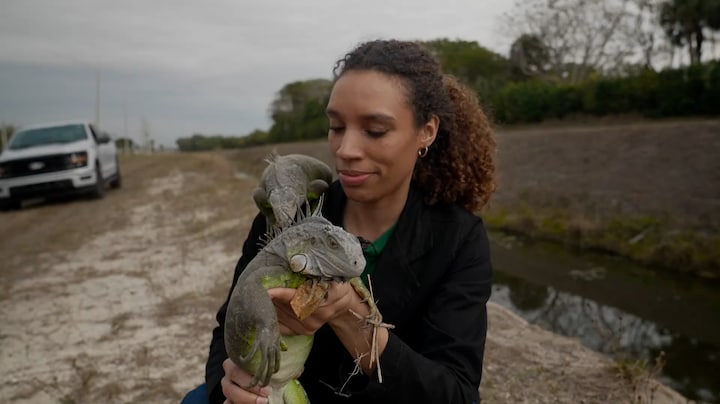 Leguanen in Florida verlamd door kou: 'Je kunt ze oprapen als bloemen'