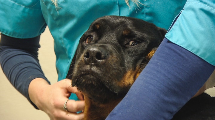 Hond Luna redt leven met bloeddonatie: 'Er is een groot tekort'