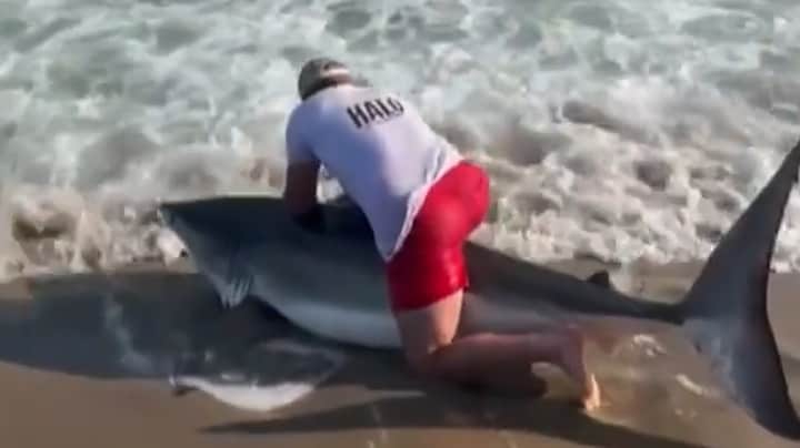 Man vangt per ongeluk witte haai op strand in VS