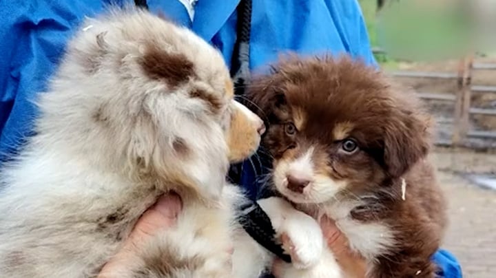NVWA neemt 1800 konijnen, 127 honden en tientallen puppies in bewaring