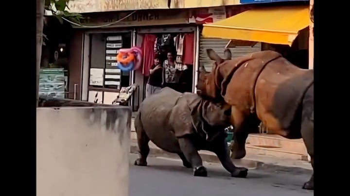Hard tegen hard: neushoorns op straat in gevecht in Nepal