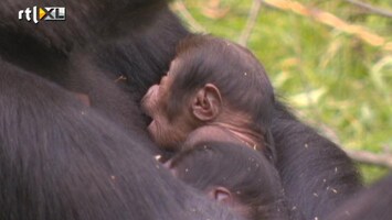 RTL Nieuws Eerste beelden van gorillatweeling