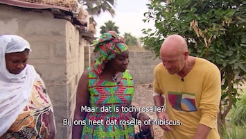 Pluijms Eetbare Wereld Gambia (deel 2)