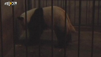 Editie NL Gaaf: geboorte van een panda
