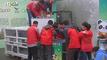 RTL Nieuws Chinese panda's maken reis van 8000 km