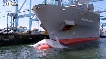 RTL Nieuws Schip vaart met dode walvis op de boeg Rotterdam binnen