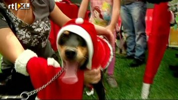 RTL Nieuws Kerstkolder in Peru: pimp je hond op