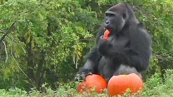 RTL Nieuws Halloween in dierentuin VS